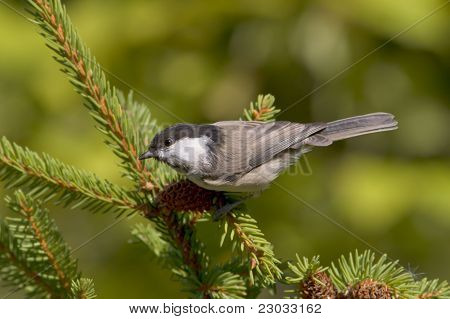 Czarnogłówka zwyczajna na gałęzi / Parus montanus