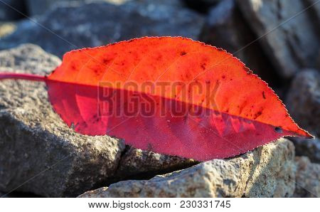 A Red Leaf Between The Stones. The Sun Shines On It.