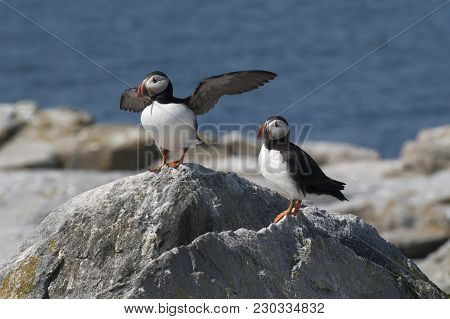 Attlantic Puffin Flaps Its Wings When Protecting Its Nesting Area With Its Mate.