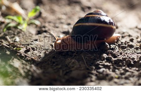 Snail On The Ground In Nature . In The Park In Nature