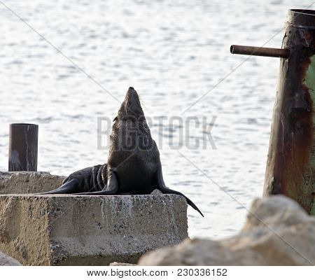 The Austalian Fur Seal Is On The Jetty