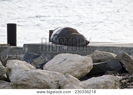 The Austalian Fur Seal Is On The Jetty