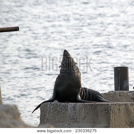 The Austalian Fur Seal Is On The Jetty