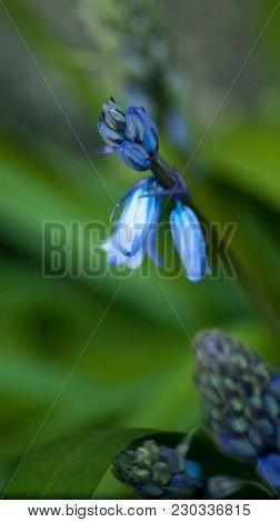 Spring Bluebells In A Wood Just About To Burst Into Flower