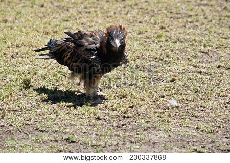The Black Breasted Buzzard Is Walking On The Grass