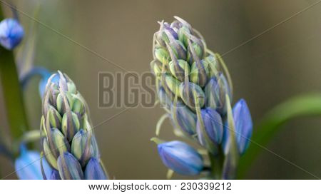 Spring Bluebells In A Wood Just About To Burst Into Flower