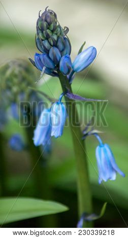 Spring Bluebells In A Wood Just About To Burst Into Flower