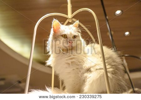 Purebred White Turkish Angora Cat With Long Fur Sitting In His Basket.