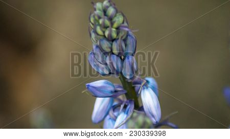 Spring Bluebells In A Wood Just About To Burst Into Flower