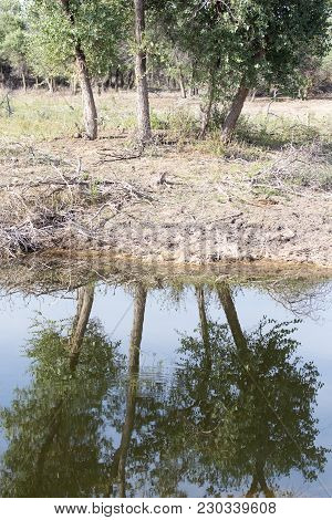 Reflection Of Trees In Water . In The Park In Nature