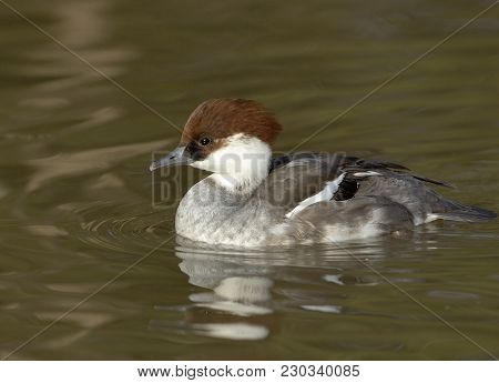 Smew - Mergellus Albellus, Female Redhead Duck