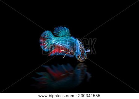 Traditional Blue Short Tail Siam Betta Fighting Fish On Black Background 2