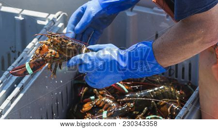 A Fisherman Wearing Blue Gloves Is Holding A Live Lobster While Sorting Lobsters By Size In Maine