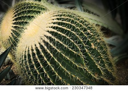 Echinocactus Grusonii - Pair Of Golden Barrel Cactus Closeup