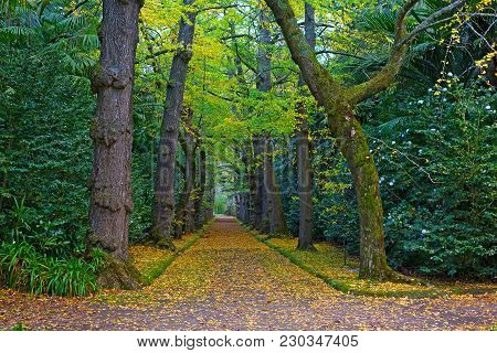 Alley In The Park In Autumn, Furnas, Azores, Portugal. Scenic Pathway With Old Gingko Trees And Benc