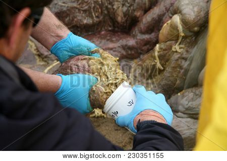 Dead Humpback Whale 
