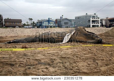 Dead Humpback Whale 