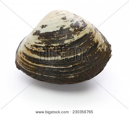 hokkigai (sakhalin surf clam) , japanese bivalve isolated on white background
