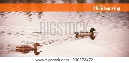 Digitally generated image of happy thanksgiving text against mallard ducks swimming in lake
