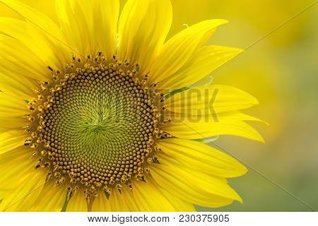 Sunflower Close-up Partially