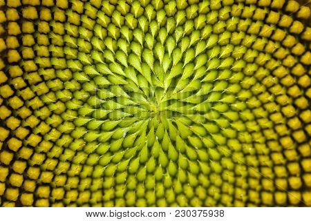 Beautiful Close Up Center Of Sunflower