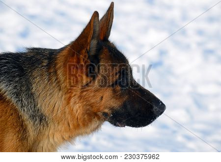 Dog German Shepherd In A Park In A Winter Day