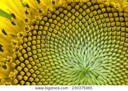 Beautiful Close Up Center Of Sunflower