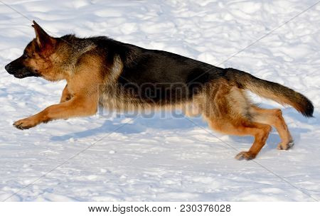 Young Puppy German Shepherd Running In The Snow