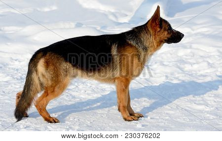 Dog German Shepherd In A Park In A Winter Day