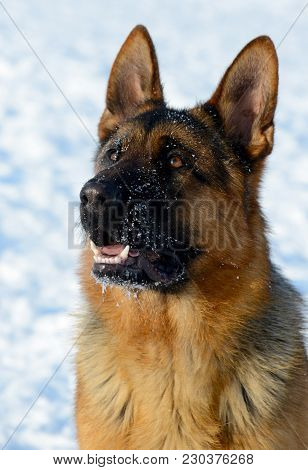 Dog German Shepherd In A Park In A Winter Day. Muzzle In Snow