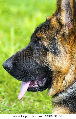 German Shepherd, 1 Year Old, In Front Of Green Background