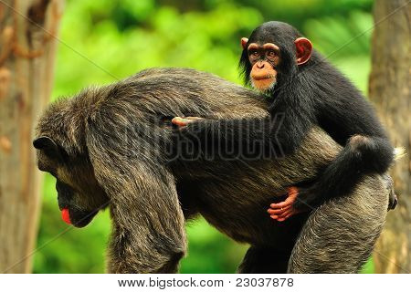 Piggyback