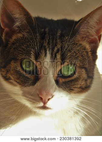 Green Eyed Cat With Sun Reflection On Face