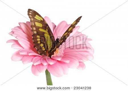 Siproeta stelenes