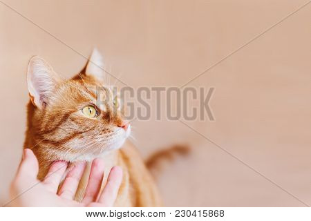 Woman Cuddles Het Cute Ginger Cat. Fluffy Tabby Pet Looks Puzzled. Place For Text.