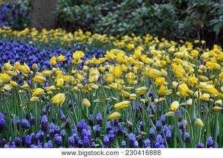Glade With Yellow Daffodils And Blue Muscari Between Them.