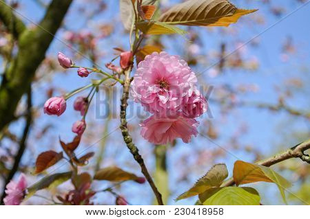 Selective Focus Close-up Photography. Beautiful Cherry Blossom Sakura In Spring Time Over Blue Sky.
