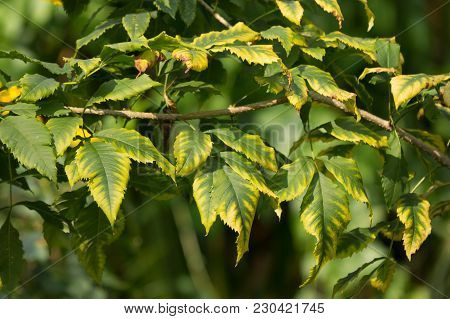 Close Up Of Green Leaf Of Yellow Elder Flower