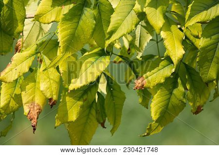 Close Up Of Green Leaf Of Yellow Elder Flower
