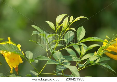 Close Up Of Green Leaf Of Yellow Elder Flower