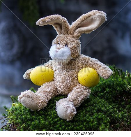 Teddy Cute Rabbit Keep A Two Yellow Eggs, Hi Sitting On The Moss In The Garden