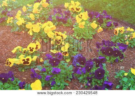 Yellow And Dark Blue Pansies In Big Flowerbed Spring, Washington, Usa. Sunlight Toned