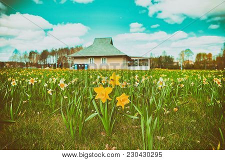 Field With Tulip Flowers At Druskonis Lake In Druskininkai, Lithuania. Spring. Toned