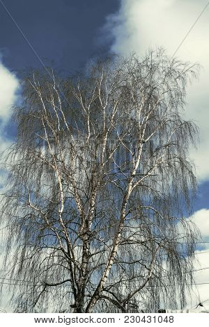 Walking In The Early Spring Along The City Street.