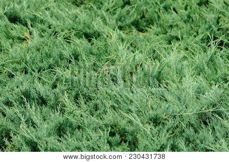 Branches Of Juniper, The Evergreen Coniferous Plant With Needle-like Leaves.