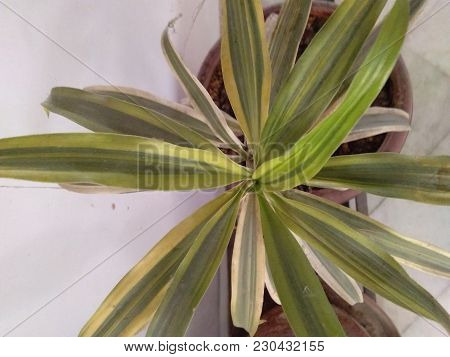 Dracaena (chlorophytum Comosum Variegatum) Easy To Grow Indoors.