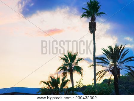 Palm Trees In Santa Teresa Di Riva Near Messina, Sicily, Italy. At Sunset