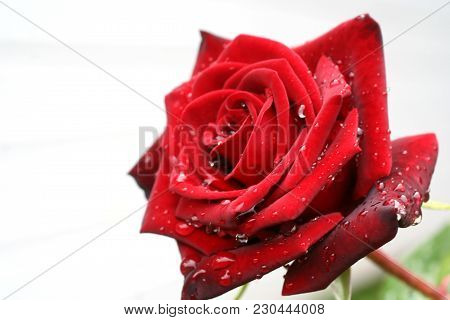 Red Scarlet Rose Flower Isolate Beautiful Nature