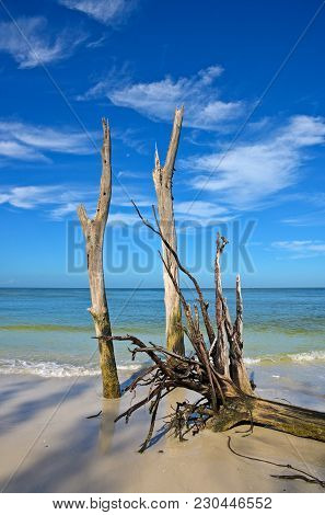 Beautiful Weathered Driftwood