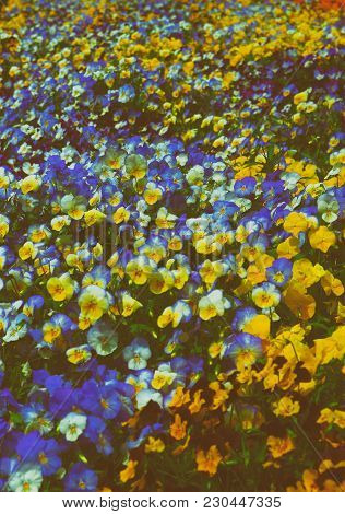 Bright And Colorful Pansies Pictured In Washington D.c., Usa. Flowers Are Located In The Floral Or T